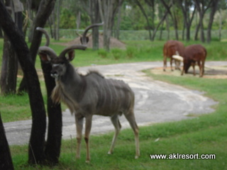 Savanna Animals 3
